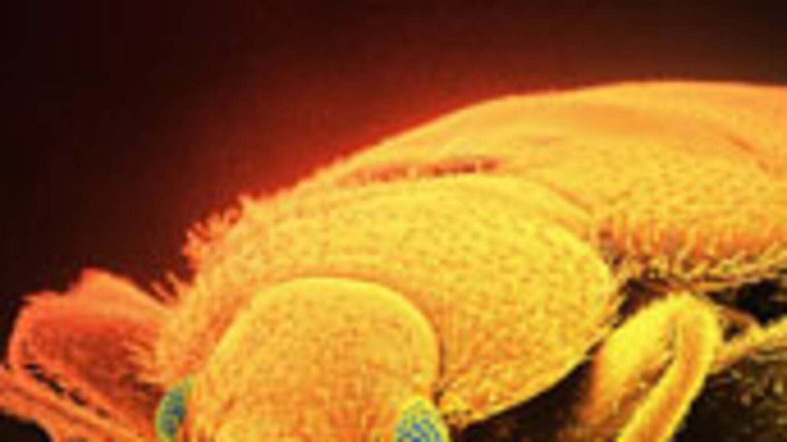 articles/2010/08/27/how-to-kill-bedbugs-without-an-exterminator/ries-bed-bugs_122629_yru9p6