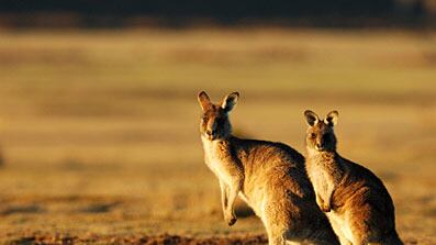 cheats/2008/10/17/save-the-planet-eat-a-kangaroo/weekend-save-the-planet-eat-a-kangaroo_zpso5j