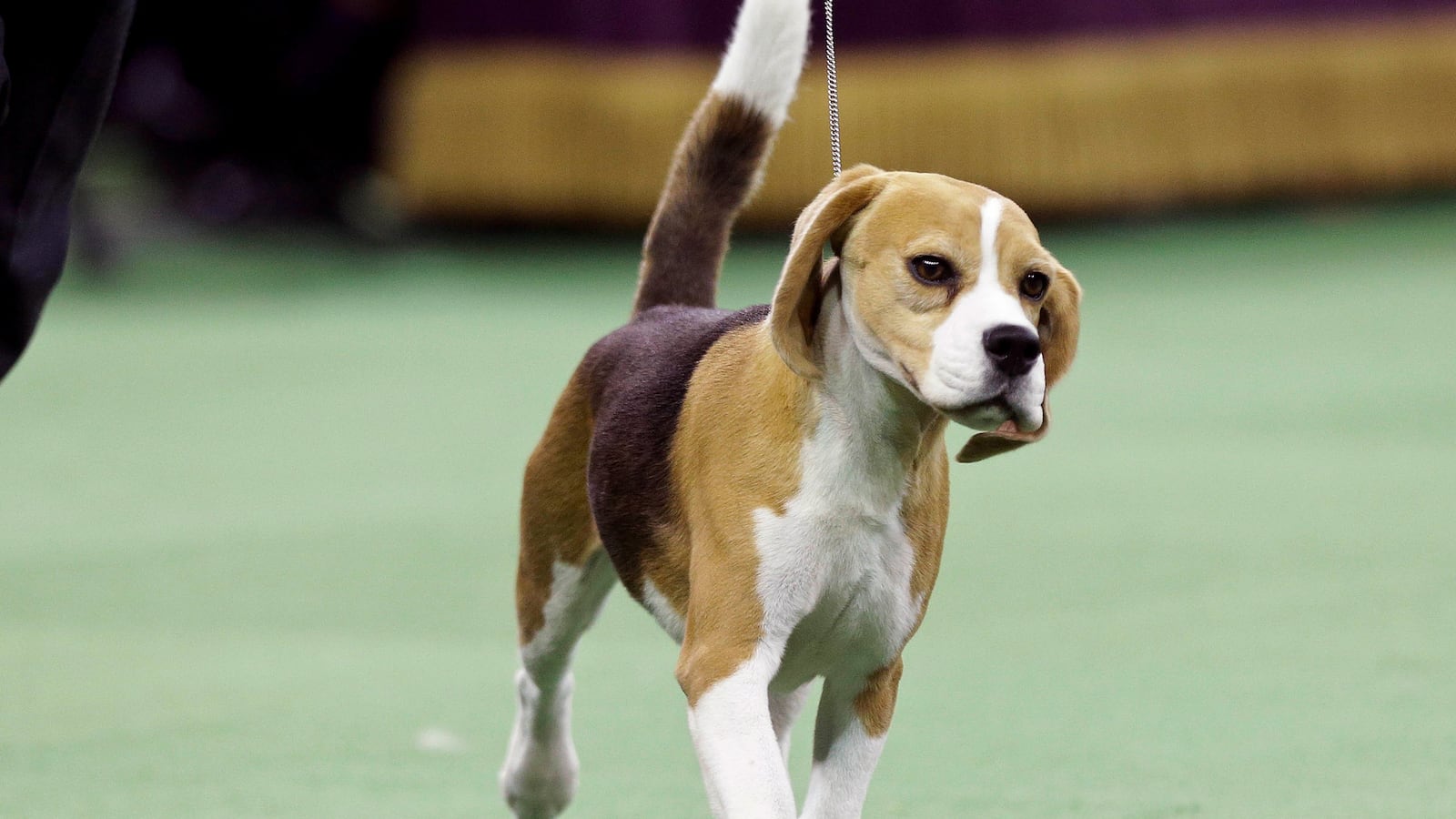 galleries/2015/02/18/westminster-kennel-clubs-annual-dog-show-photos/150218-best-in-show-tease_nwekhf