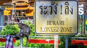 A longtail macaque sits next to a sign reading "Beware monkey zone" in the town of Lopburi, some 155km north of Bangkok.