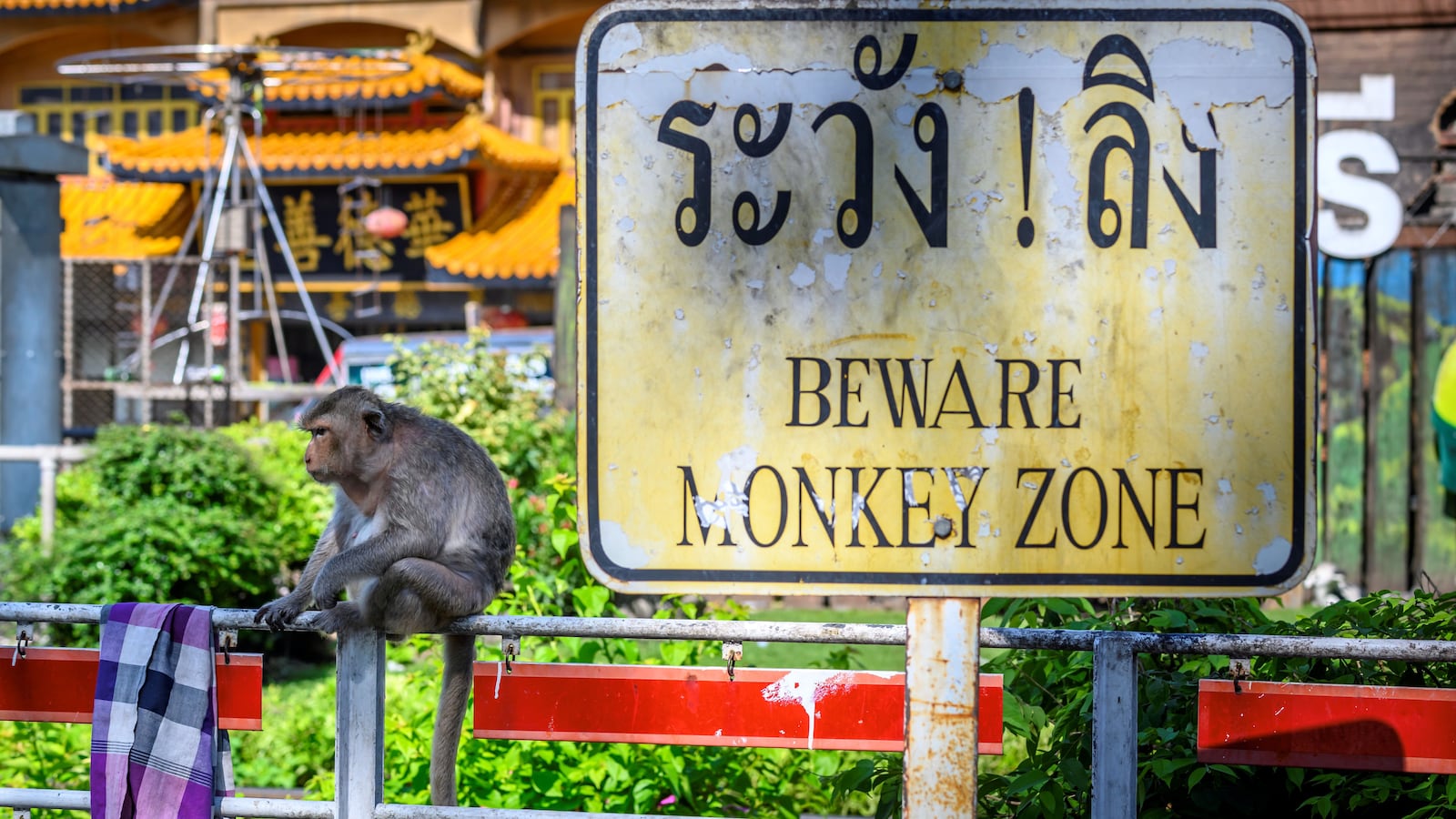 A longtail macaque sits next to a sign reading "Beware monkey zone" in the town of Lopburi, some 155km north of Bangkok.