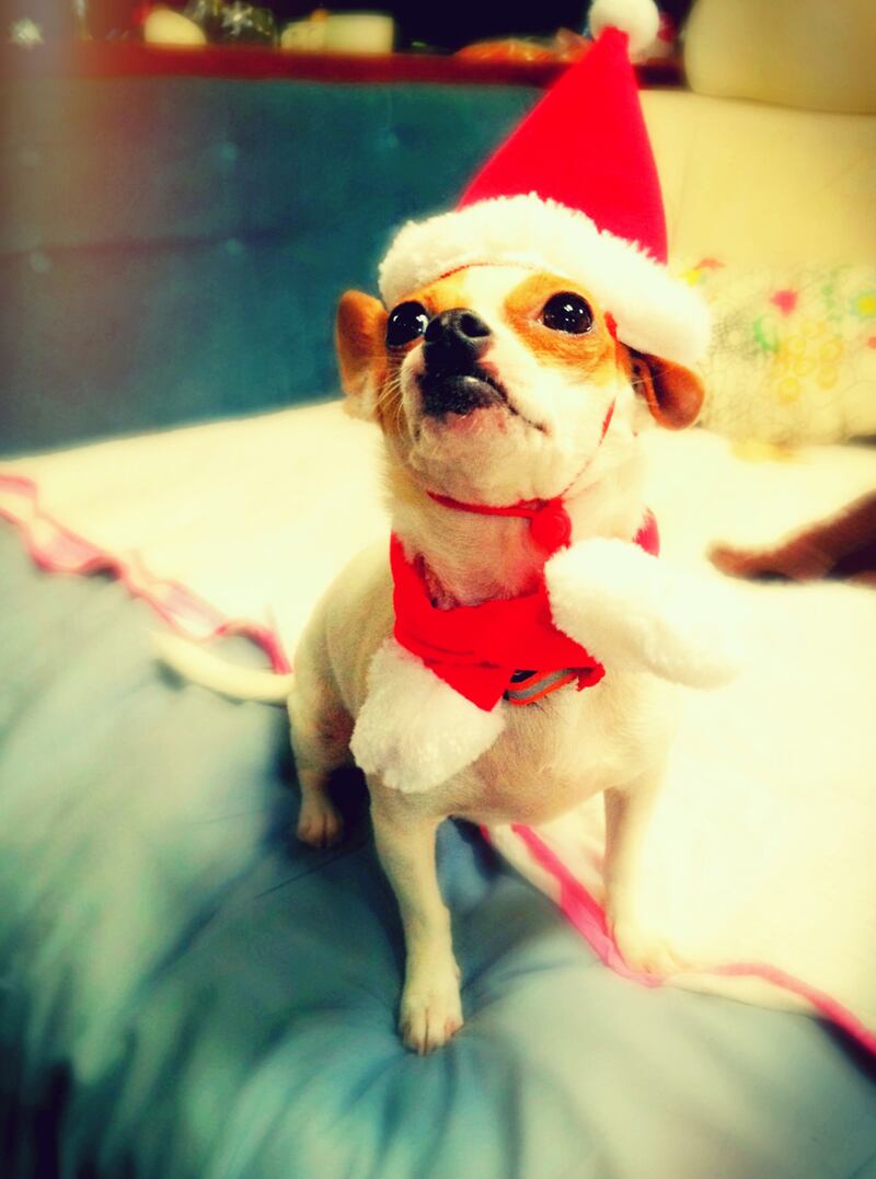 galleries/2012/12/25/santa-paws-dogs-get-dressed-in-the-holiday-spirit/thor-radford_u3bucb