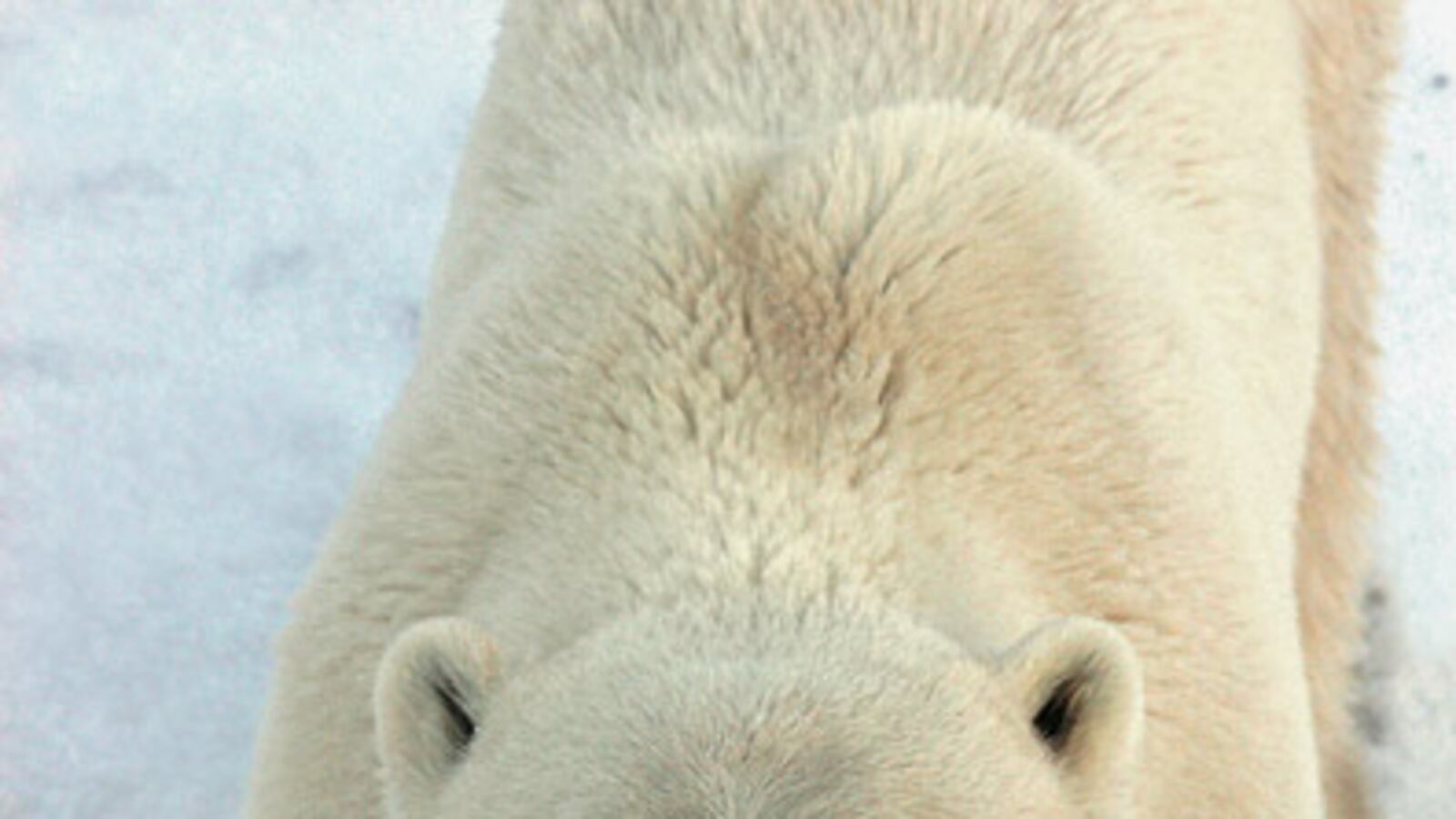 cheats/2009/10/22/huge-polar-bear-habitat-proposed/polar-bear-2_p5plkn