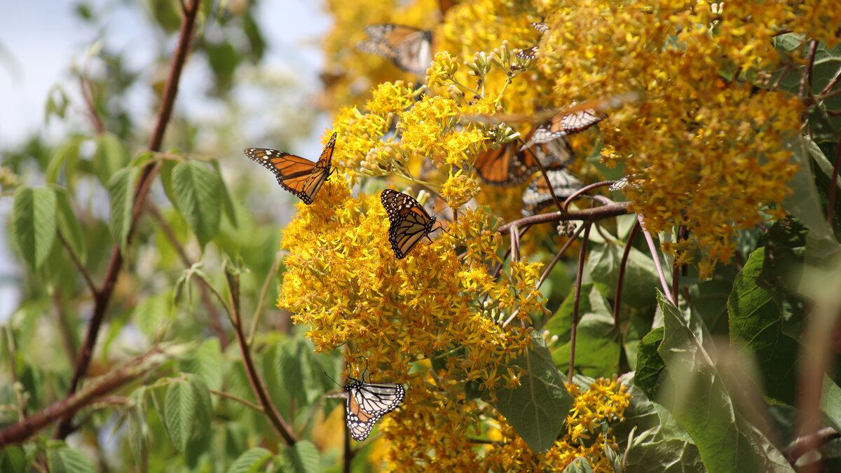 220107-mexico-butterfly-hero_ziprtl