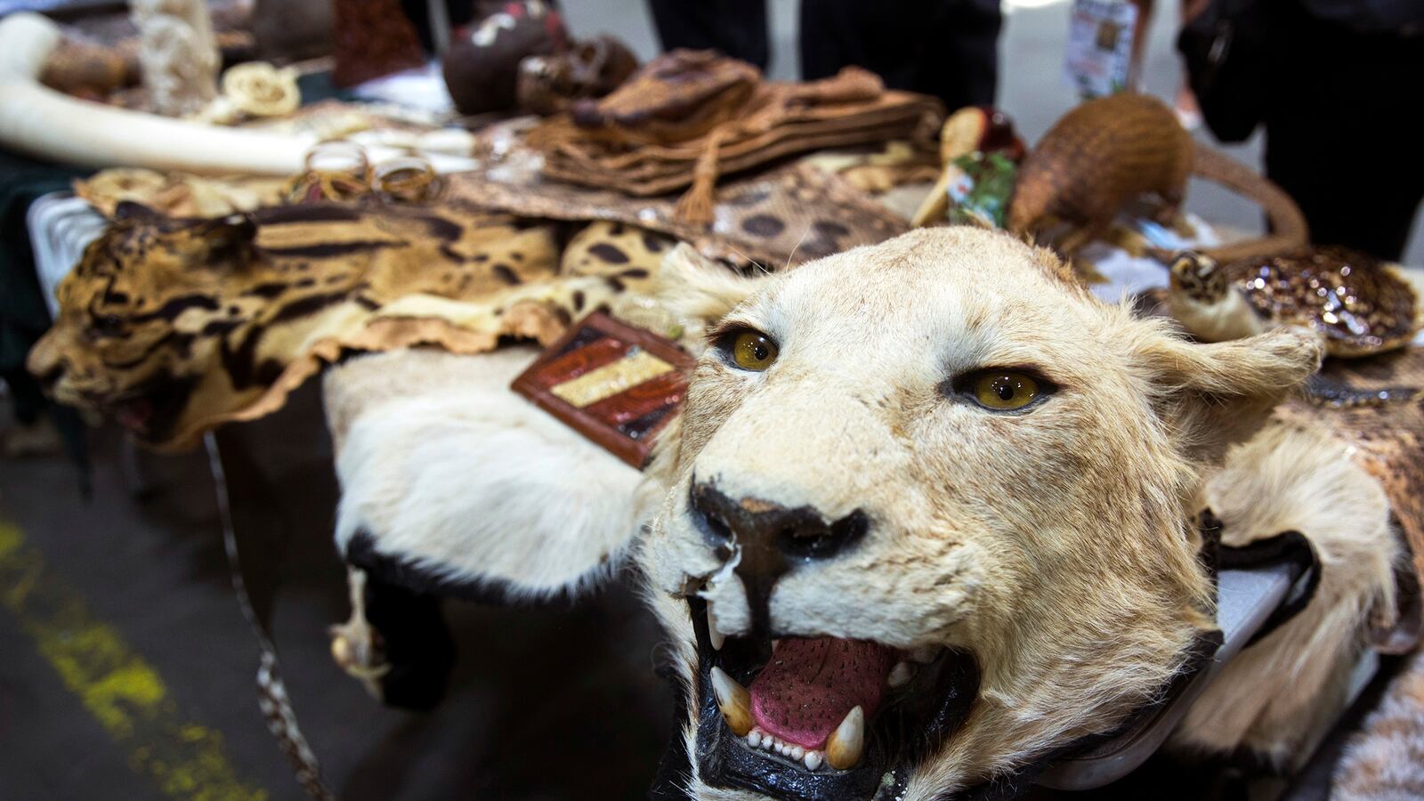 galleries/2014/07/20/confiscated-contraband-animals-in-airports/confiscated-contraband-animals-in-airports-image_t7qnrc