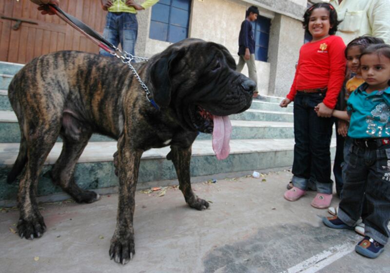 galleries/2010/10/29/dangerous-dogs/dangerous-dogs---mastiff_t2so2y