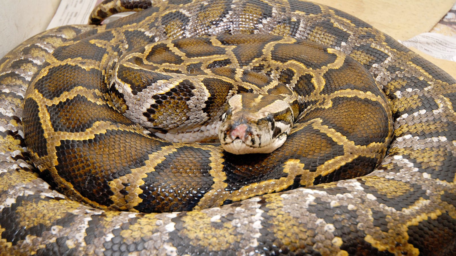 cheats/2011/08/29/leak-turns-out-to-be-python/brooklyn-python-cheat_stimyd
