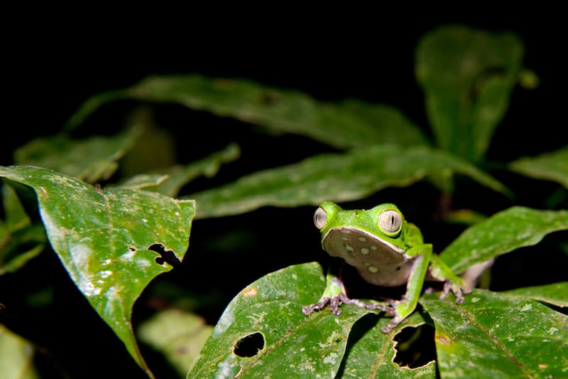 galleries/2013/03/05/seven-south-american-night-trips-elqui-domos-iguaza-falls-more-photos/130228-nocturnal-sights-amazon-rainforest_xbrdjl
