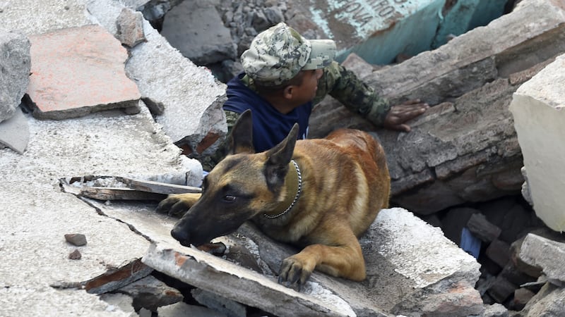 170925-Rescue-dogs-mexico-gal-07_qnhgb3