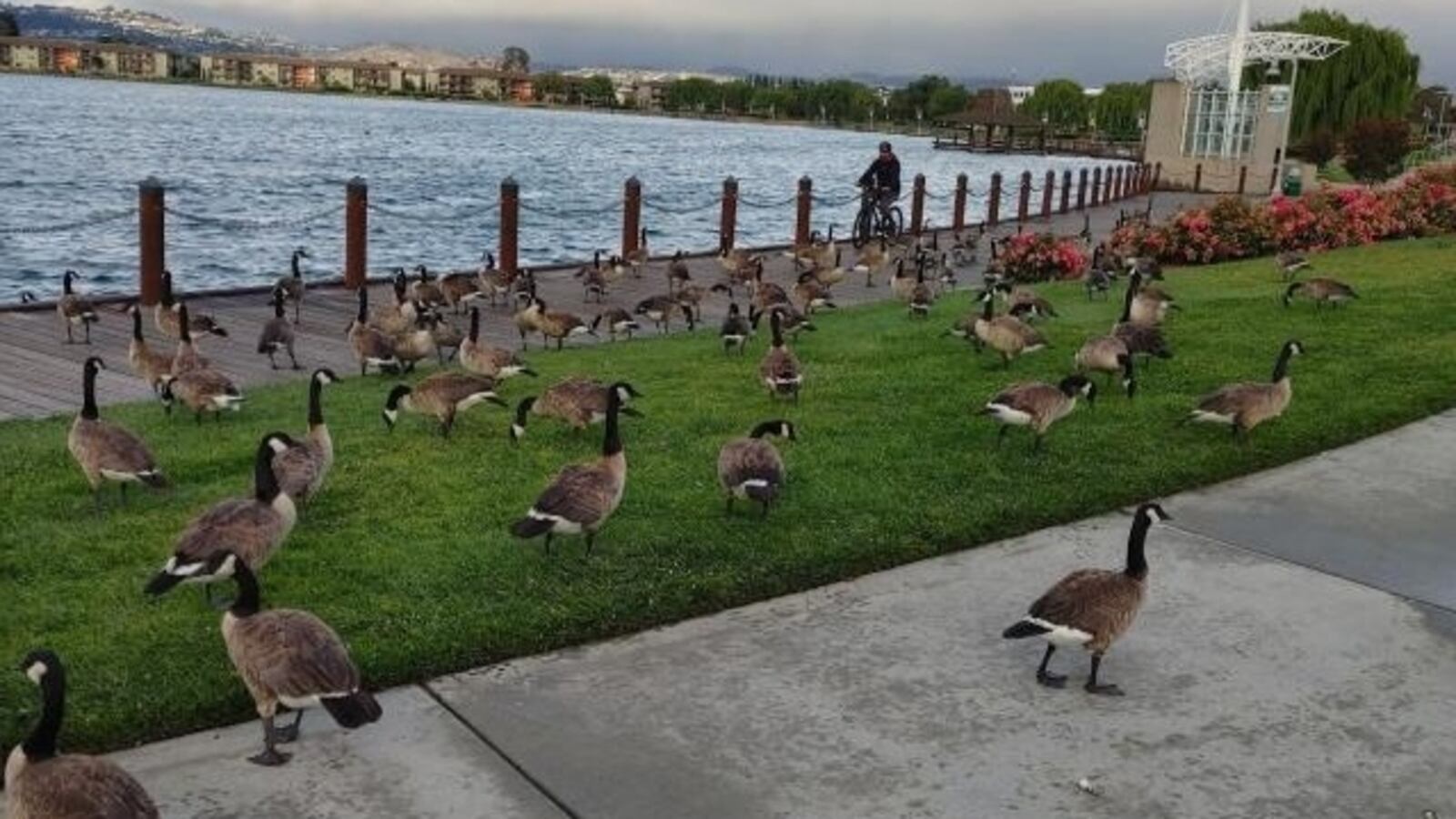 Geese in Foster City