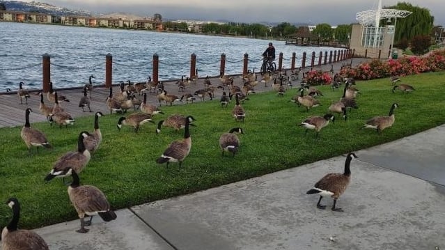 Geese in Foster City