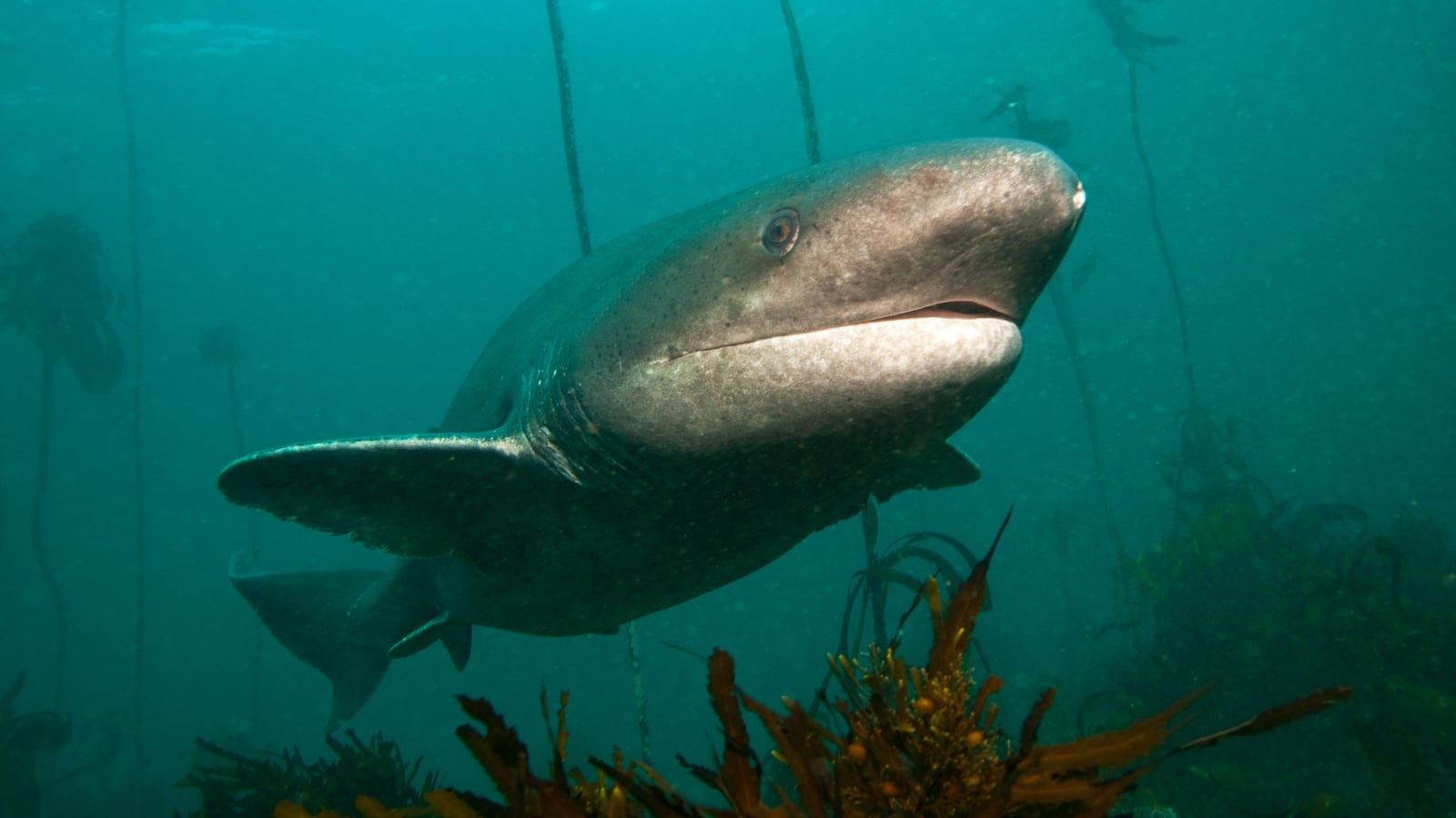 Broadnose sevengill sharks, living in the region, are photographed under water while swimming within the scope of 'World Oceans Day' in Durban, South Africa on February 5, 2024