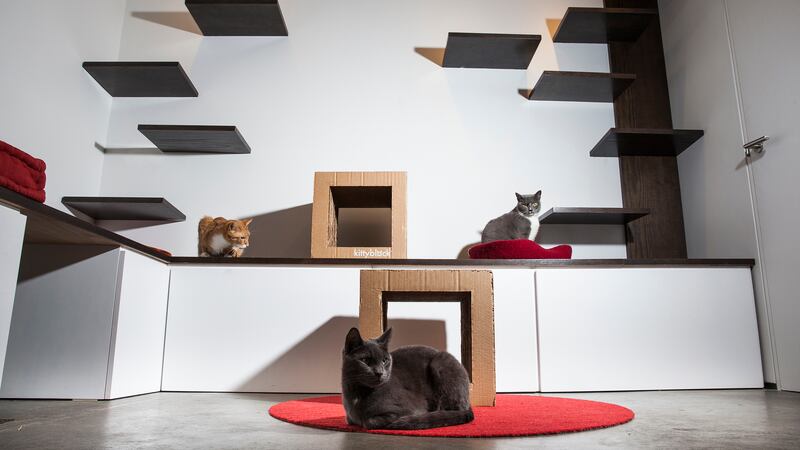 articles/2016/02/01/welcome-to-new-york-s-movie-night-for-cats/160131-crocker-cat-cafe-embed1_mgtcid