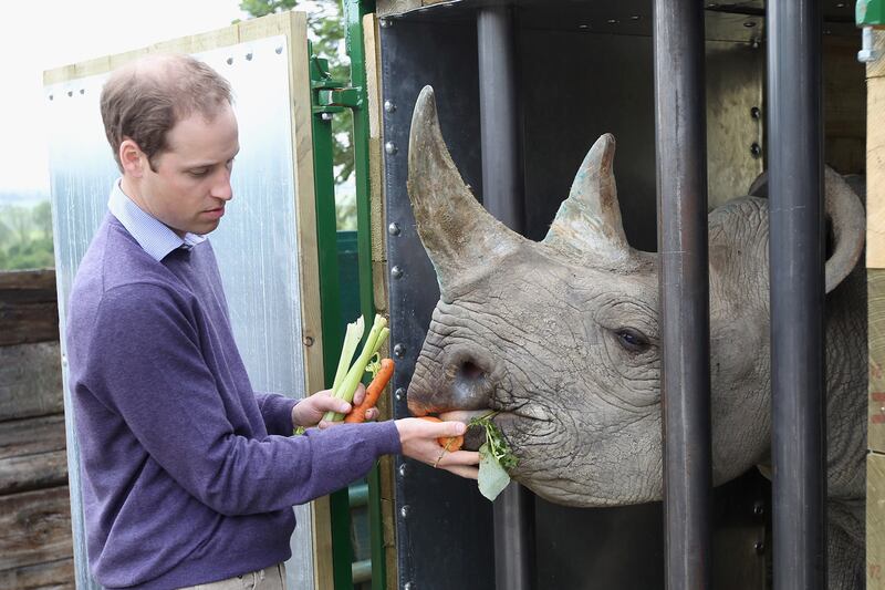 articles/2013/08/27/william-saddened-by-african-game-park-murder/wills-tusk_kerh0g