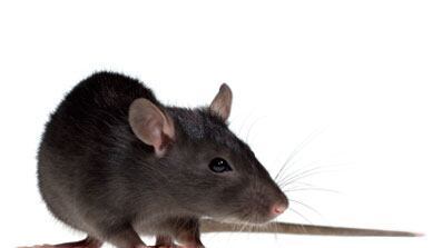 cheats/2008/12/17/pied-piper-wanted/pied-piper-wanted_saegw7