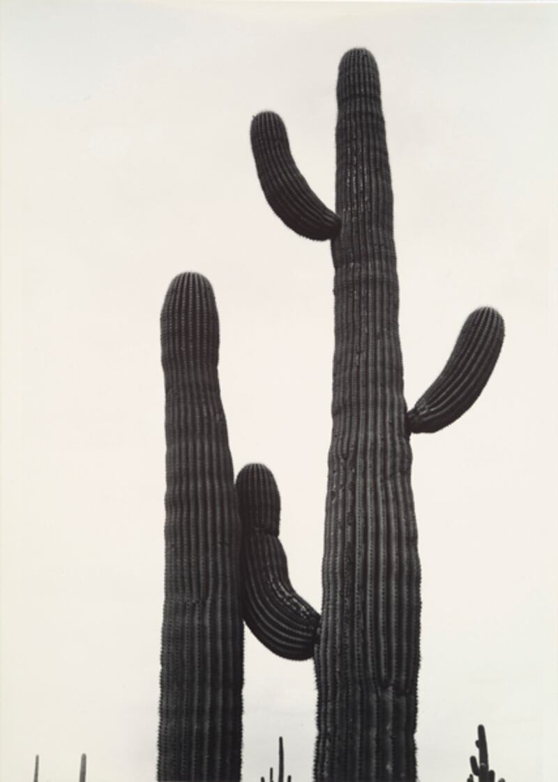 galleries/2011/08/14/modernist-photography-exhibit-boston-mfa-photos/boston-mfa-gallery02_vfhhj1