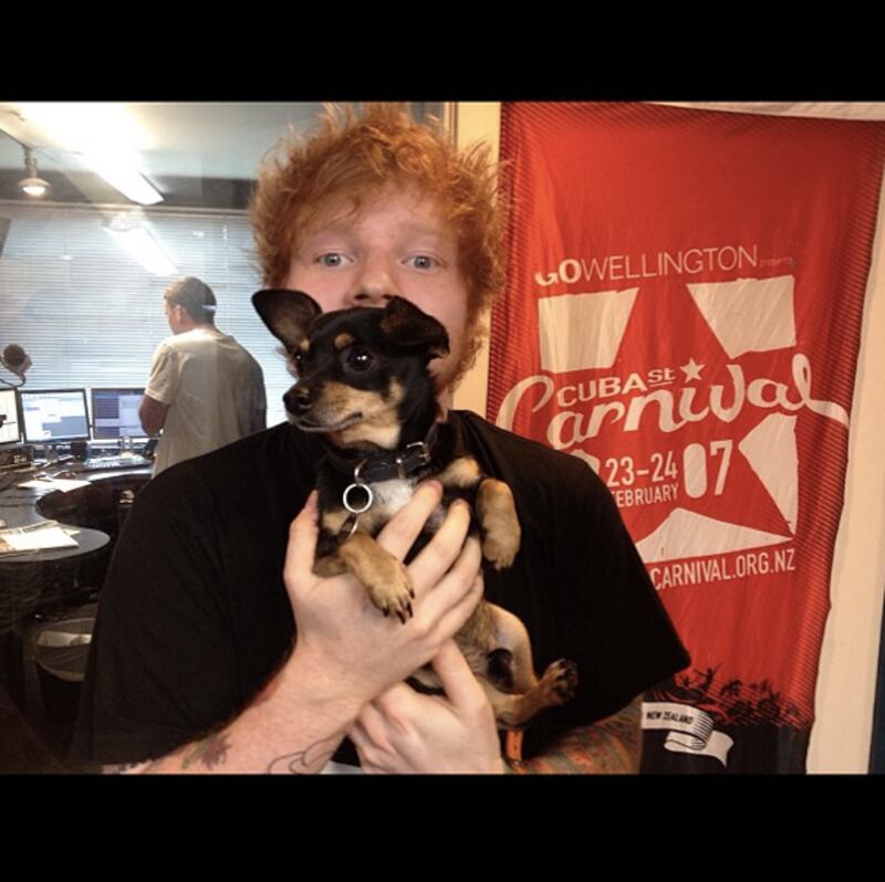 galleries/2013/03/10/ed-sheeran-kate-upton-more-celebrity-twitter-pictures-photos/130310-twit-pics-sheeran_aptgif