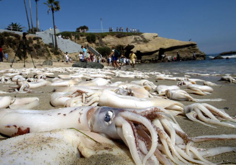 galleries/2011/01/03/animal-mysteries/animal-mysteries---squid_zr0typ