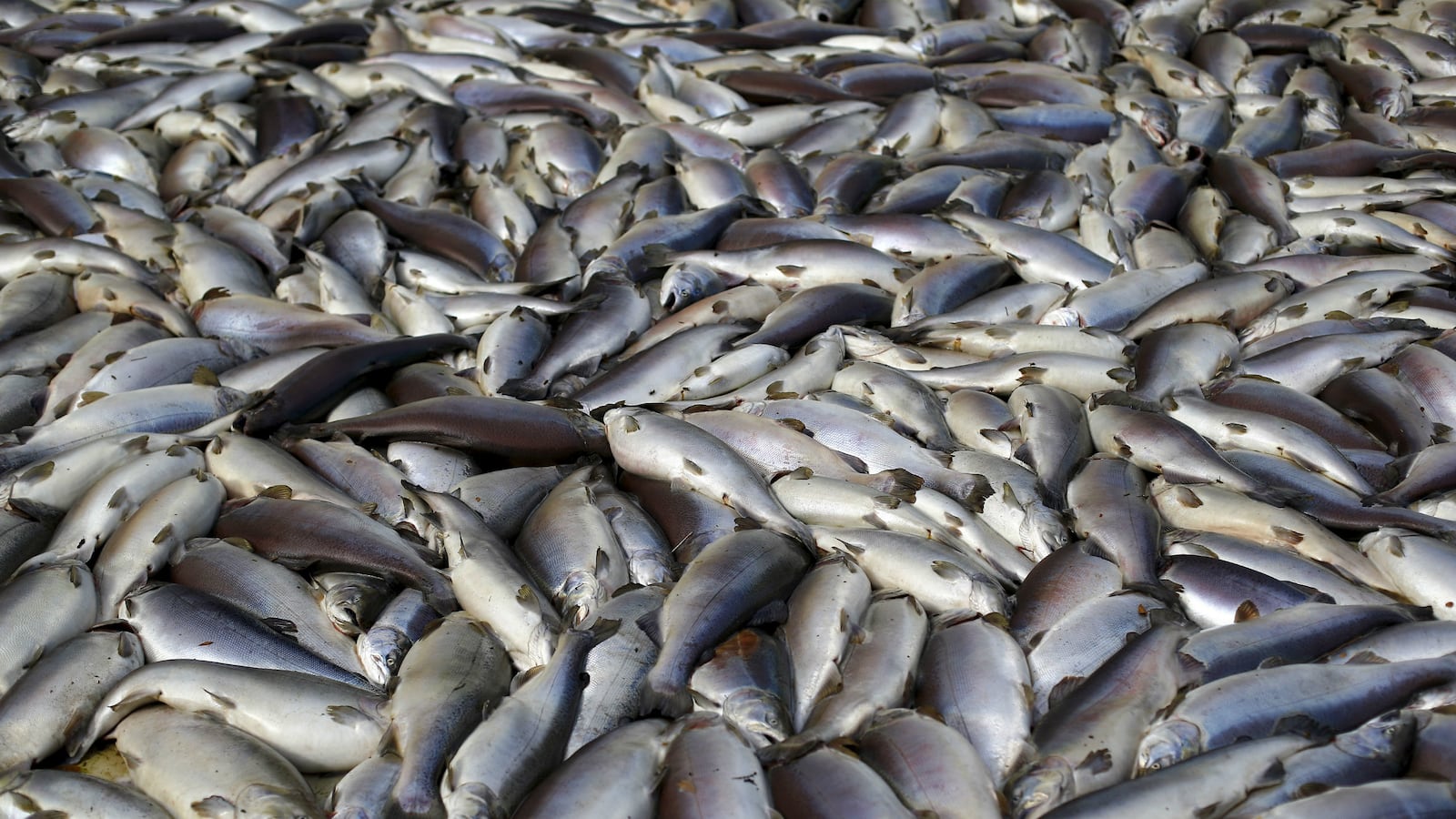 cheats/2015/11/19/fda-approves-genetically-modified-salmon/151120-salmon-gmo-cheat_odlj2n