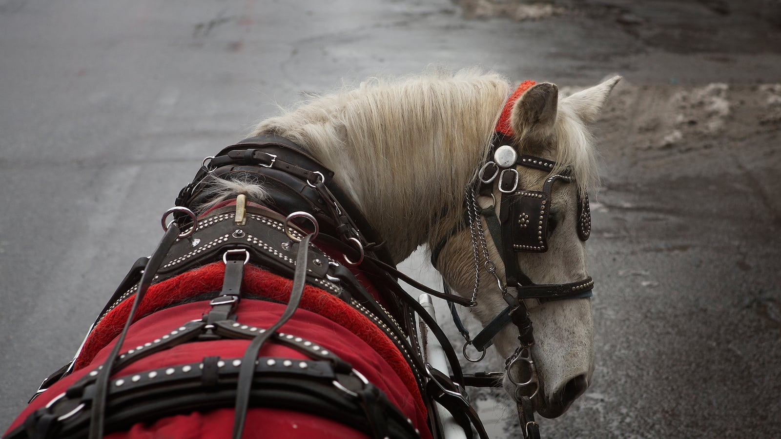 articles/2014/04/24/central-park-s-carriages-saved-this-horse/140423-daly-horse-tease_hfmcpq