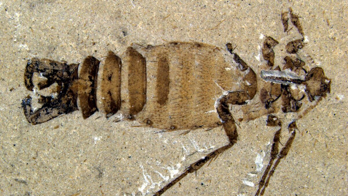 cheats/2012/03/01/giant-jurassic-fleas-found-in-china/giant-flea-fossils-discovered-china-cheat_sbbf7r