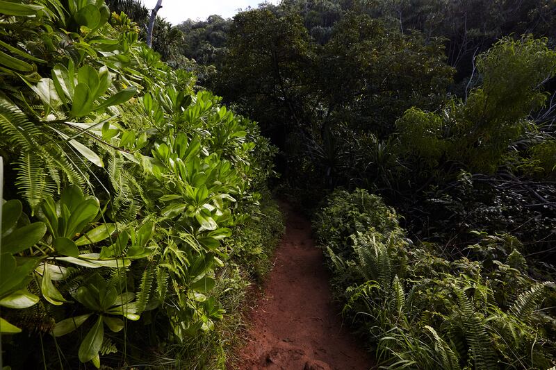180622-ross-hawaii-hike-6_rjrtzo
