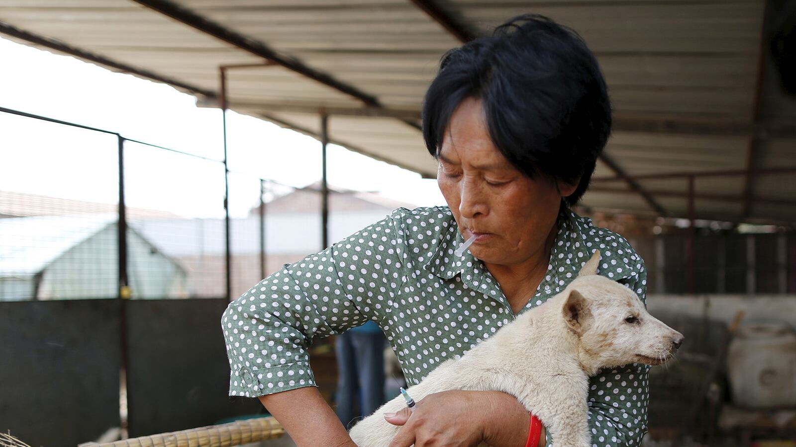 galleries/2015/07/09/dog-s-best-friend-meet-the-woman-saving-pups-from-slaughter/140709-dog-meat-activist-3_ls1tof