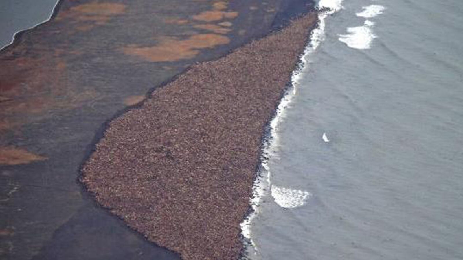 cheats/2014/10/01/35k-walruses-spotted-on-alaskan-beach/141001-walruses-cheat_lvpwxt
