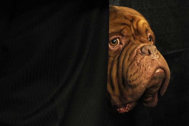 galleries/2012/02/14/best-westminster-dog-show-photos/best-westminster-dog-show-photos-5_dgudnh