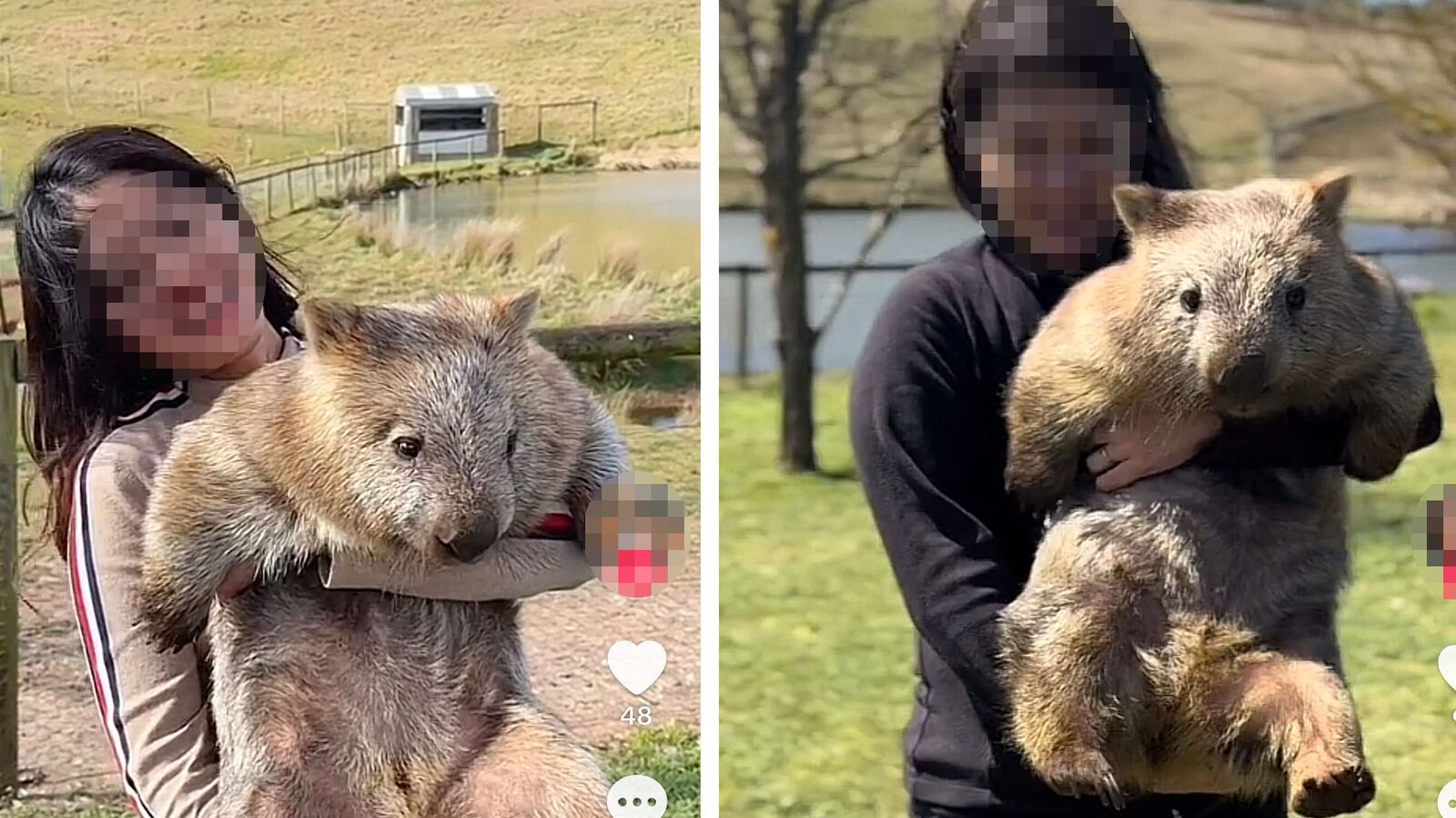 Wombat holding has split the Internet on if it should be considered unethical or cute.