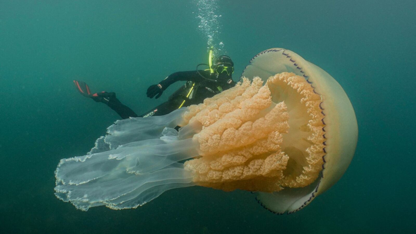 jellyfish_vdn17y