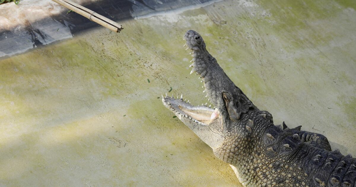 Decapitated Crocodile Mystery May Have Been Solved Thanks to Grisly Clue Decapitated Crocodile Mystery May Have Been Solved Thanks to Grisly Clue