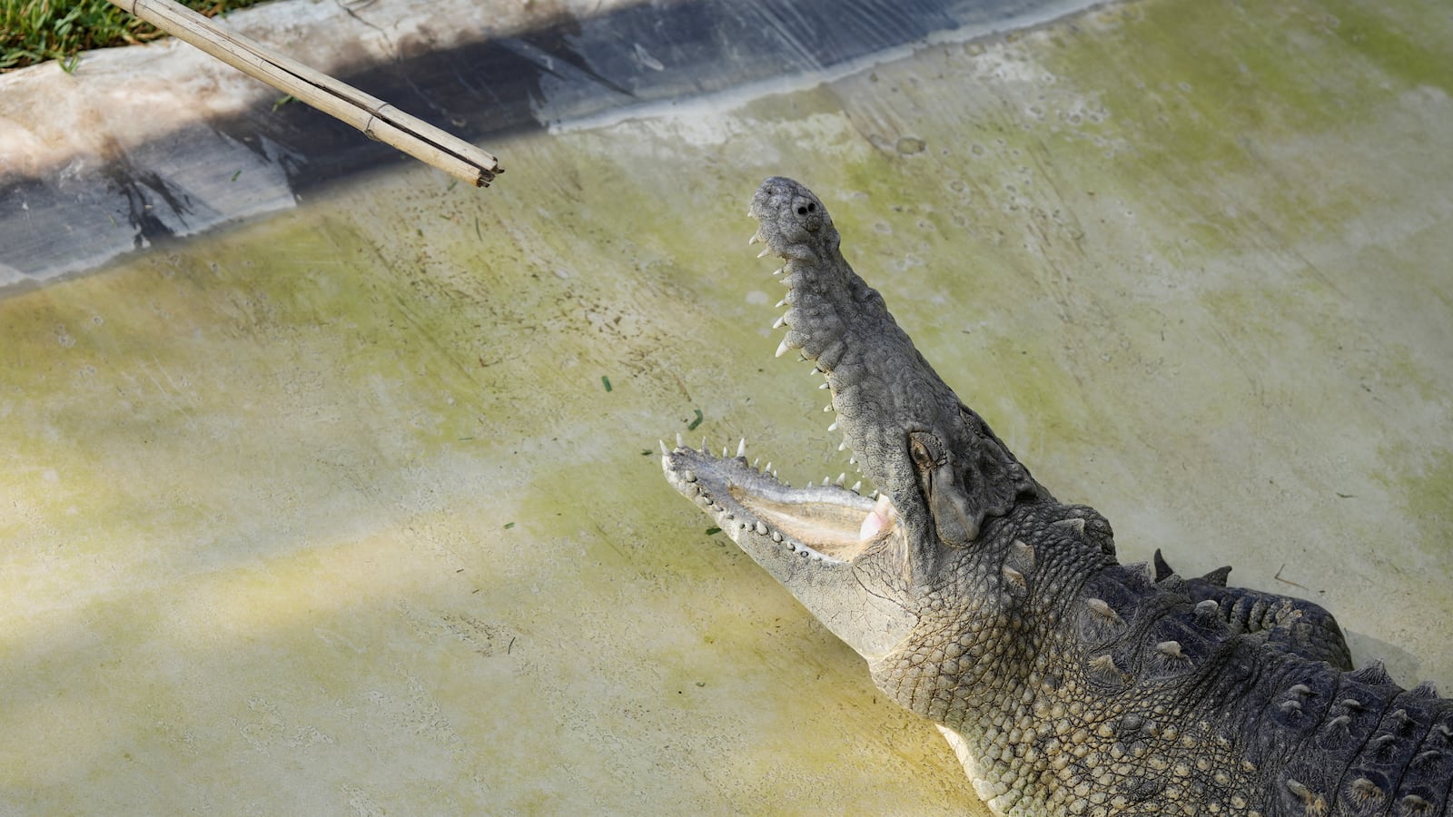 A crocodile reacts at the Huachipa Zoo, in Lima, Peru, March 31, 2023.