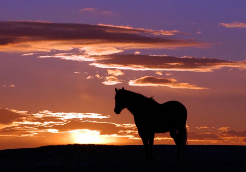 galleries/2010/11/29/wikileaks-gossip/wikileaks-gossip---iran-dentist_y6klul