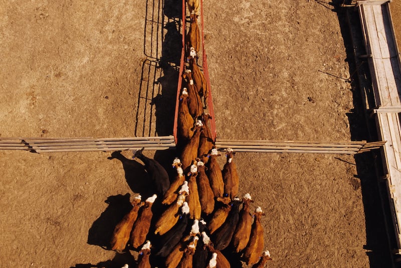 Agriculture - Overhead view of a mixed herd (Angus, Black Baldie, Hereford and Crossbred) of beef cattle at a feedlot being herded into a chute/near Stillwater, Minnesota, USA. (Photo by: Richard Hamilton Smith/Design Pics Editorial/Universal Images Group via Getty Images)
