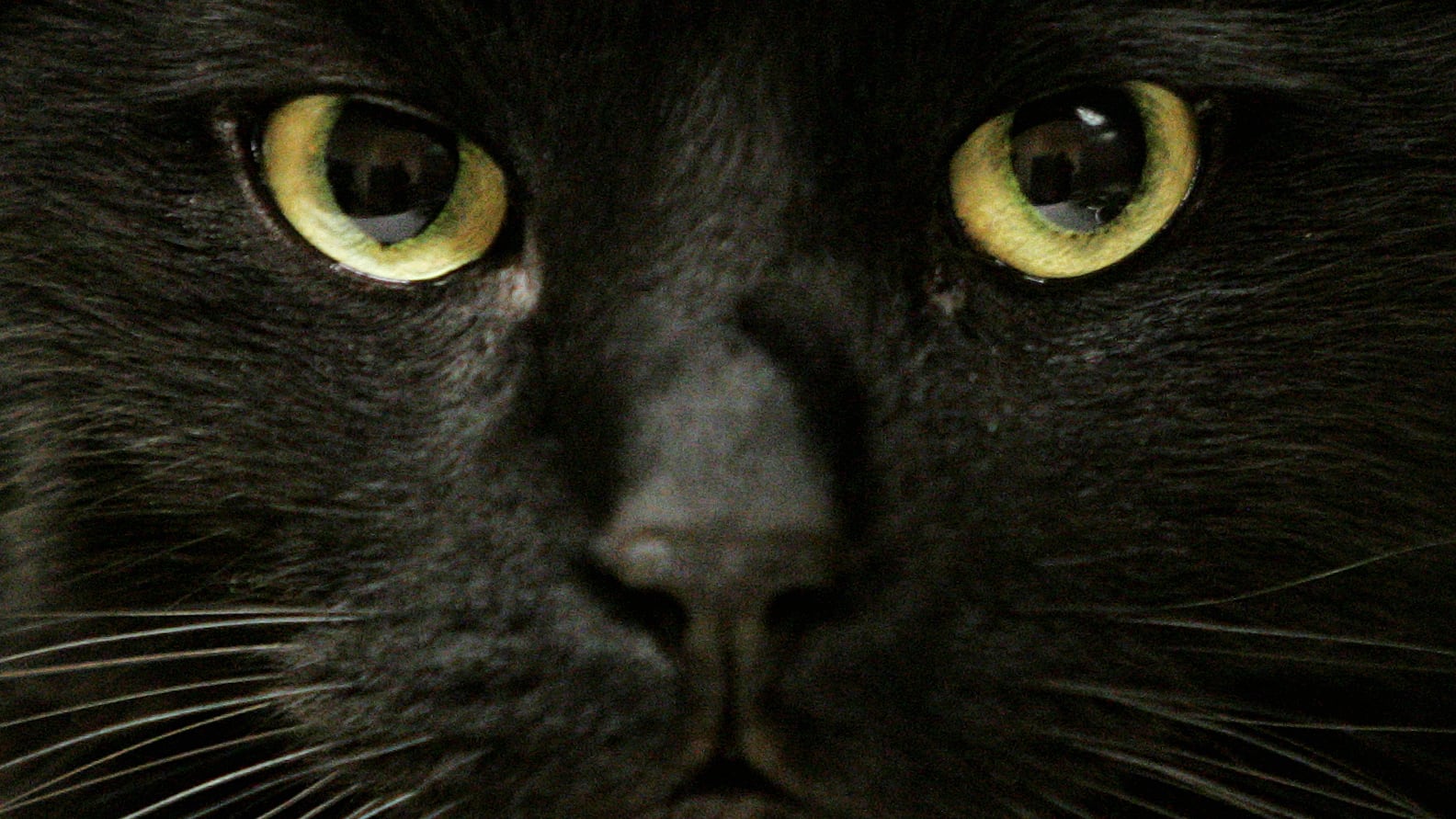 The humane society protects black cats for a specified period of time around Halloween. Black cats can be adopted before Halloween, but can only be picked up on or after November 1st. October 29, 2006.