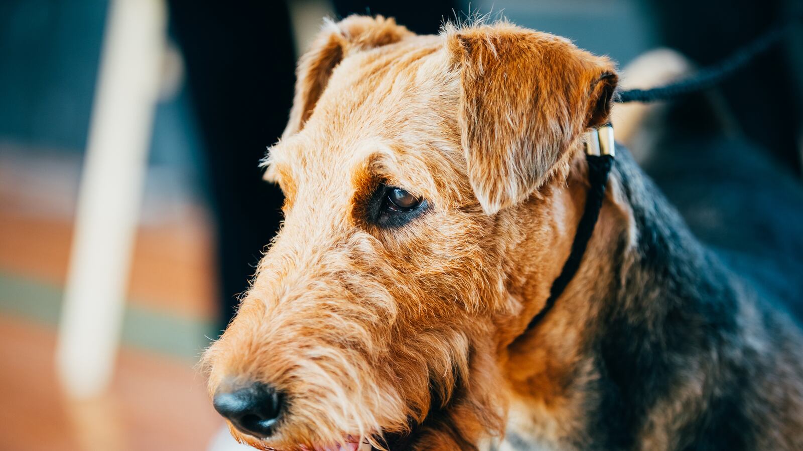 articles/2016/02/28/dogs-don-t-give-up-neither-should-we/160227-dexter-dogs-tease_mg32vg