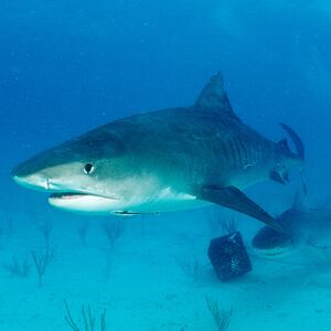 Tiger Shark, Galeocerdo cuvier, Bahamas, Grand Bahama Island, Atlantic Ocean