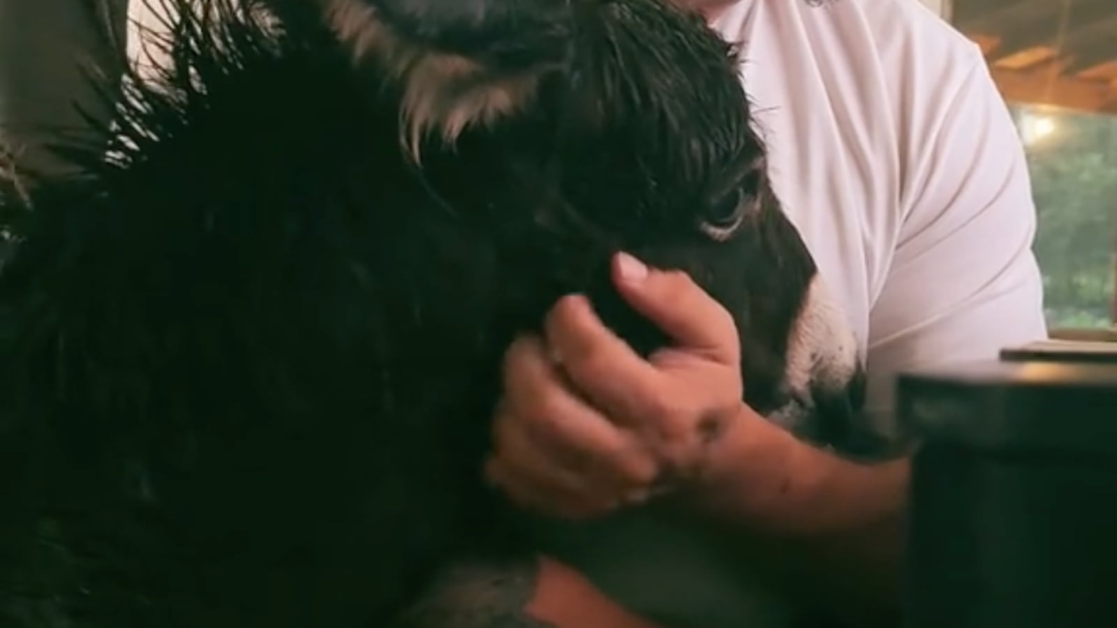 Rick Bass pets his baby donkey inside his home while checking for Hurricane Milton updates on his computer.