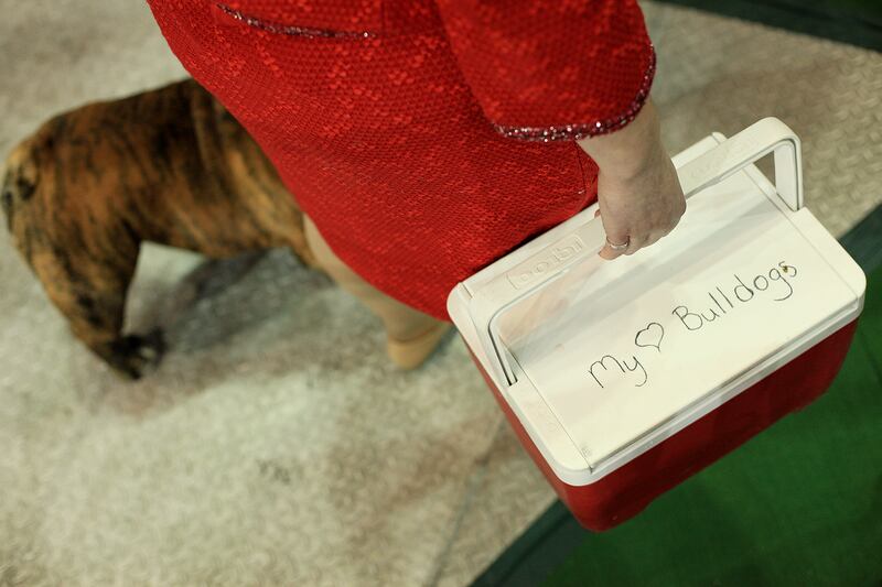 galleries/2014/02/12/westminster-parade-of-purebreds-photos/westminster-gal-15_kkkobn