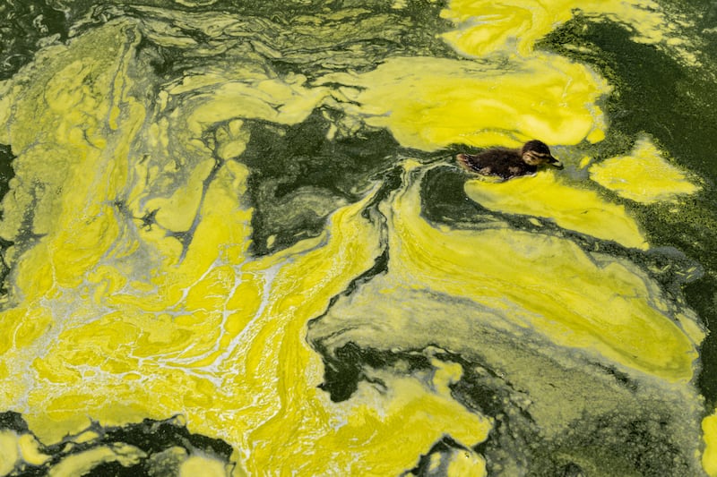 A duckling swims through algae in the Lincoln Memorial Reflecting Pool, after recent renovations following a directive from U.S. President Donald Trump to paint it blue ahead of the 250th anniversary of U.S. Independence, in Washington, D.C., U.S., June 16, 2026.