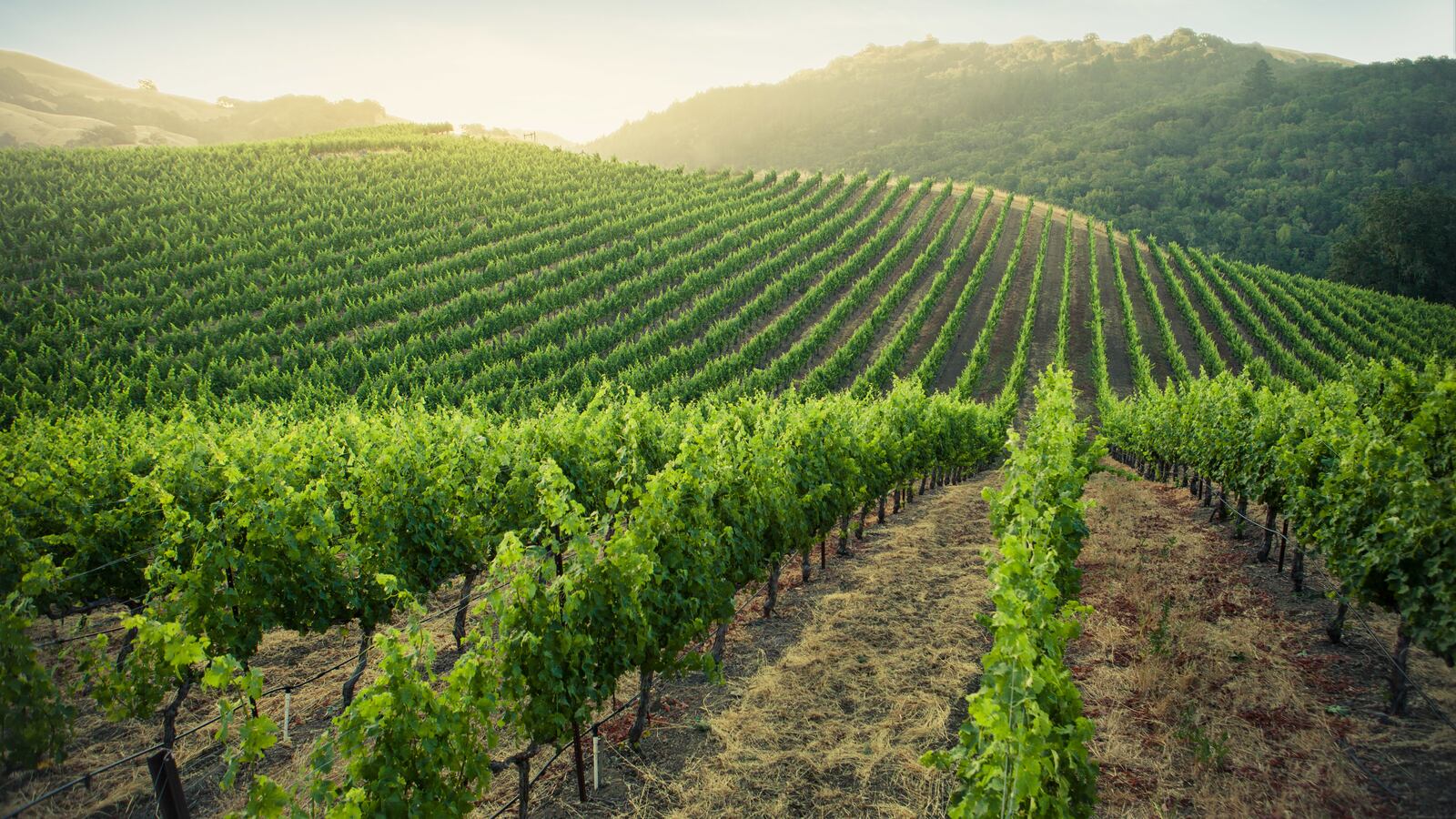 GettyImages-638556356_rzqszq