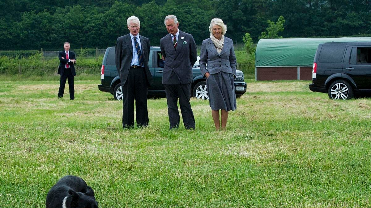 articles/2014/05/07/prince-charles-s-chickens-killed-by-foxes/chaz-chick_njonun