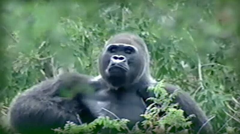 220518-martha-gorilla-embed-02_amqdsh