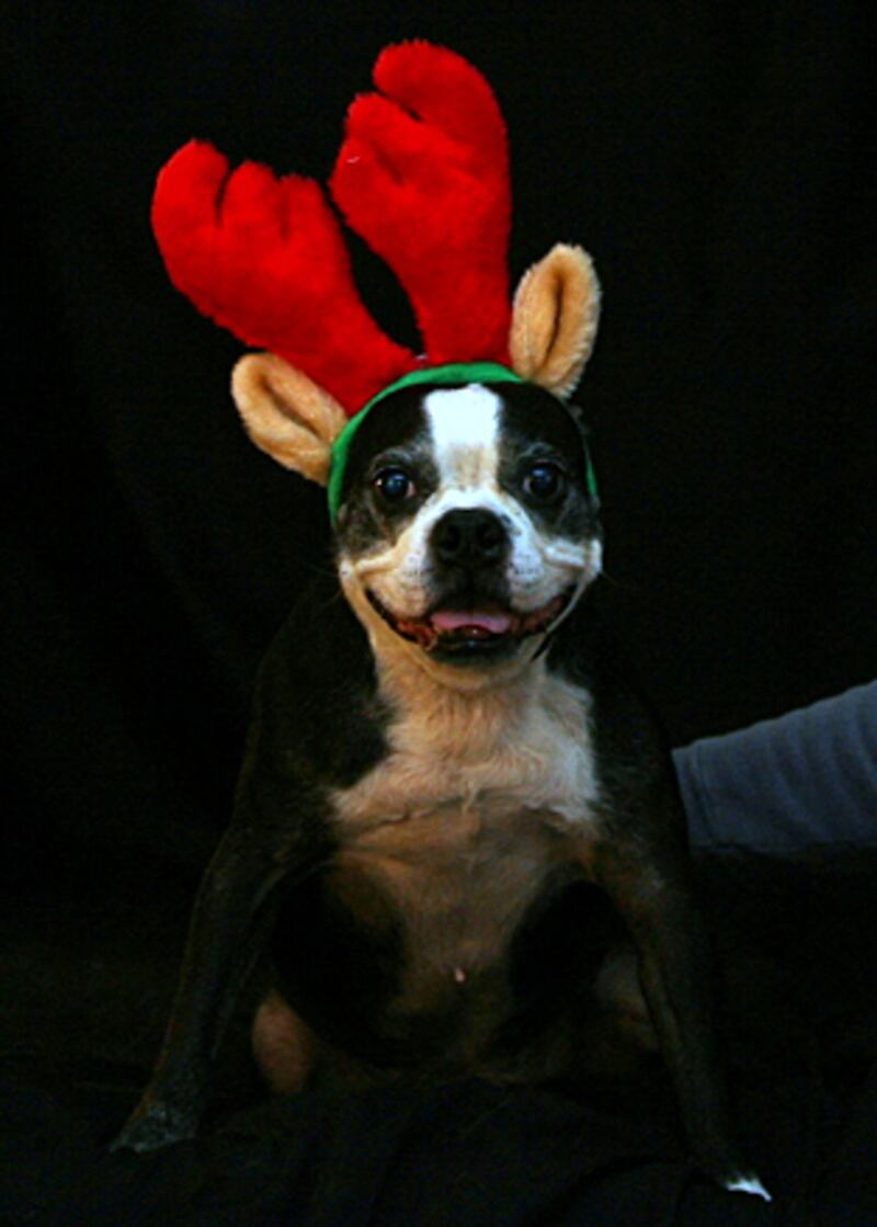 galleries/2010/12/22/reindogs/reindogs-6_ggy5pu