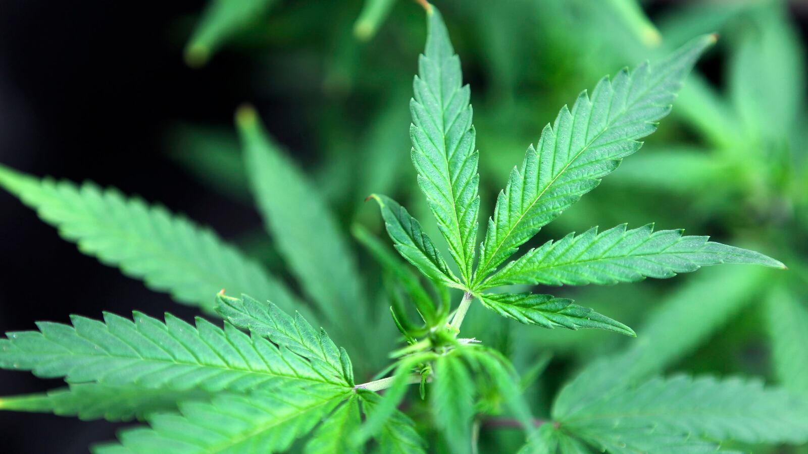 cheats/2014/06/24/pot-use-and-schizophrenia-have-gene-link/140624-marijuana-cheat_uxjqxt