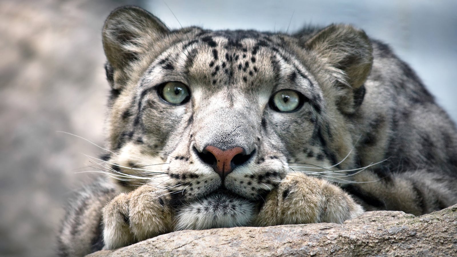 210713-tesson-snow-leopard-tease_x1dqma