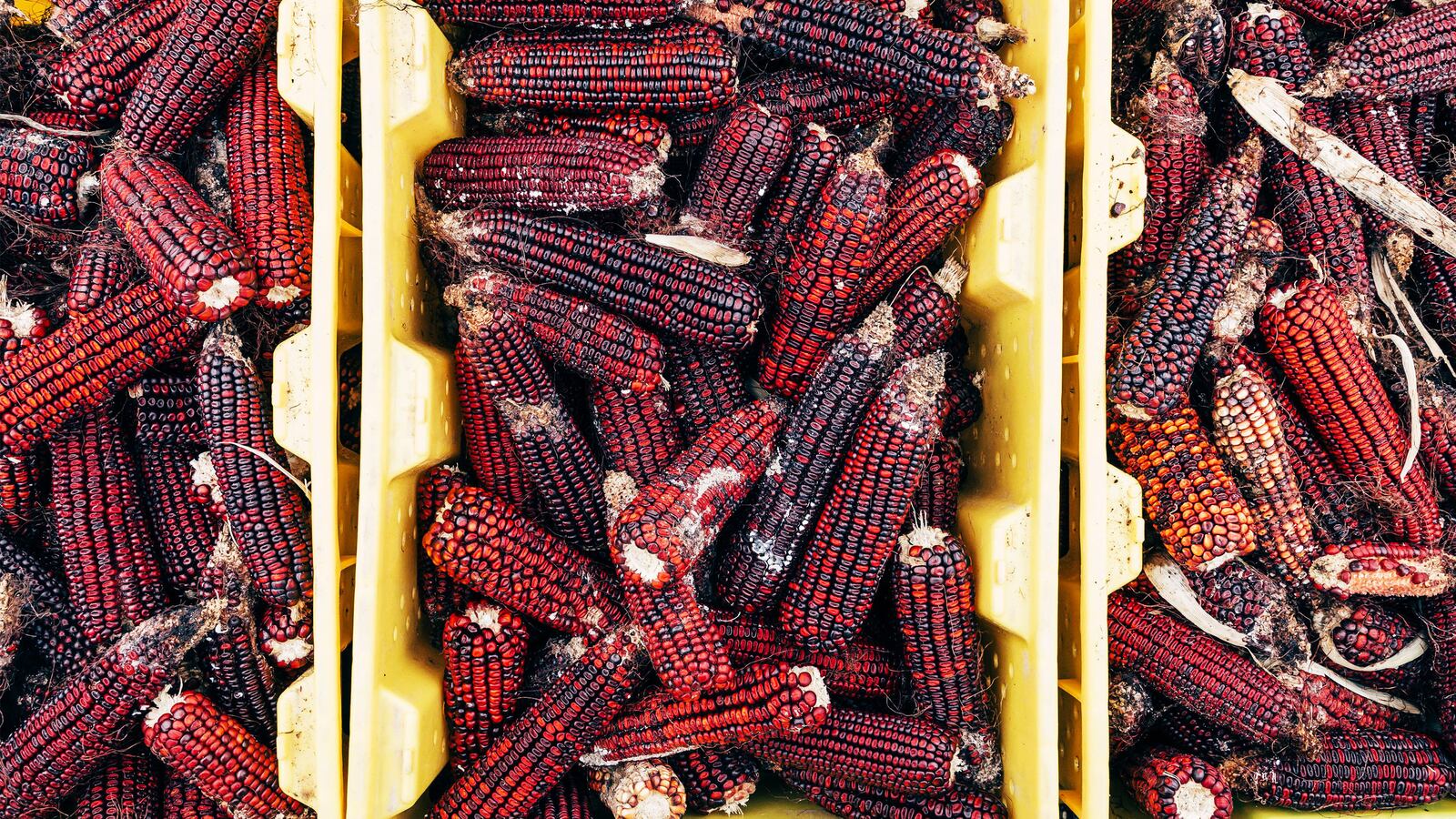 190512-rothbaum-bourbon-grains-tease_bie32c