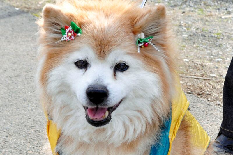galleries/2011/12/05/uggy-and-other-famous-dogs-of-2011-photos/worlds-oldest-dog-dies-pusuke-cheat_llpyli