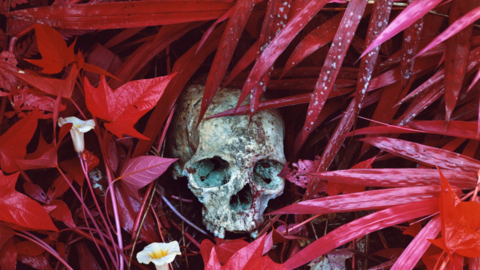 articles/2013/06/03/seeing-war-vividly-richard-mosse-stars-at-the-venice-biennale/130603-richard-mosse-venice-biennale-tease_jlzyya